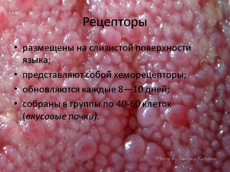 Рецепторы размещены на слизистой поверхности языка; представляют собой хеморецепторы; обновляются каждые 8—10 дней; собраны